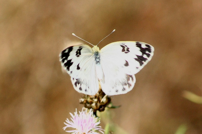 Pontia edusa